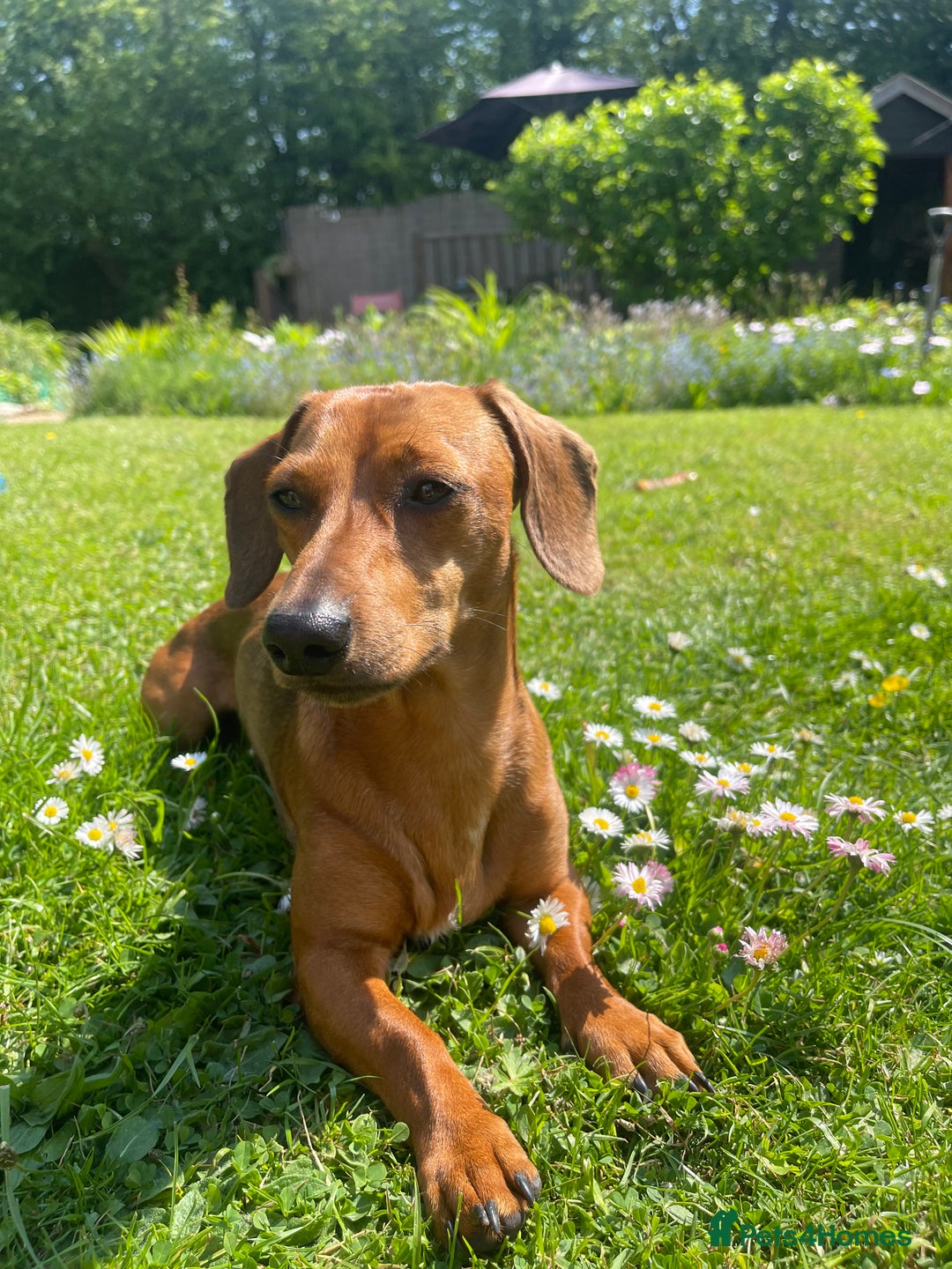 Miniature Dachshund dogs for stud: RODNEY for stud  - Image 1