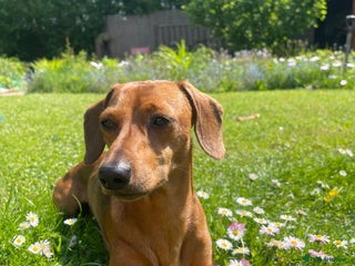 Miniature Dachshund dogs - Advert 41