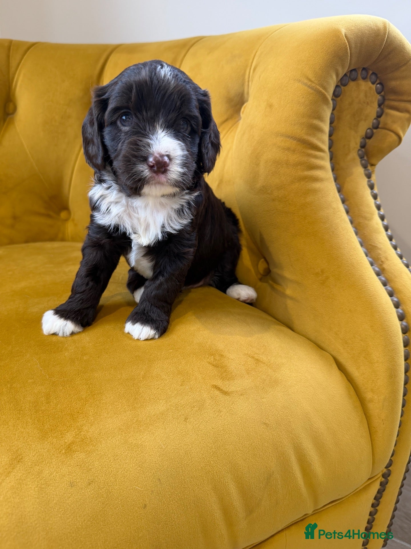 Cavapoo dogs for sale: Cavapoo puppies f1  - Advert 22
