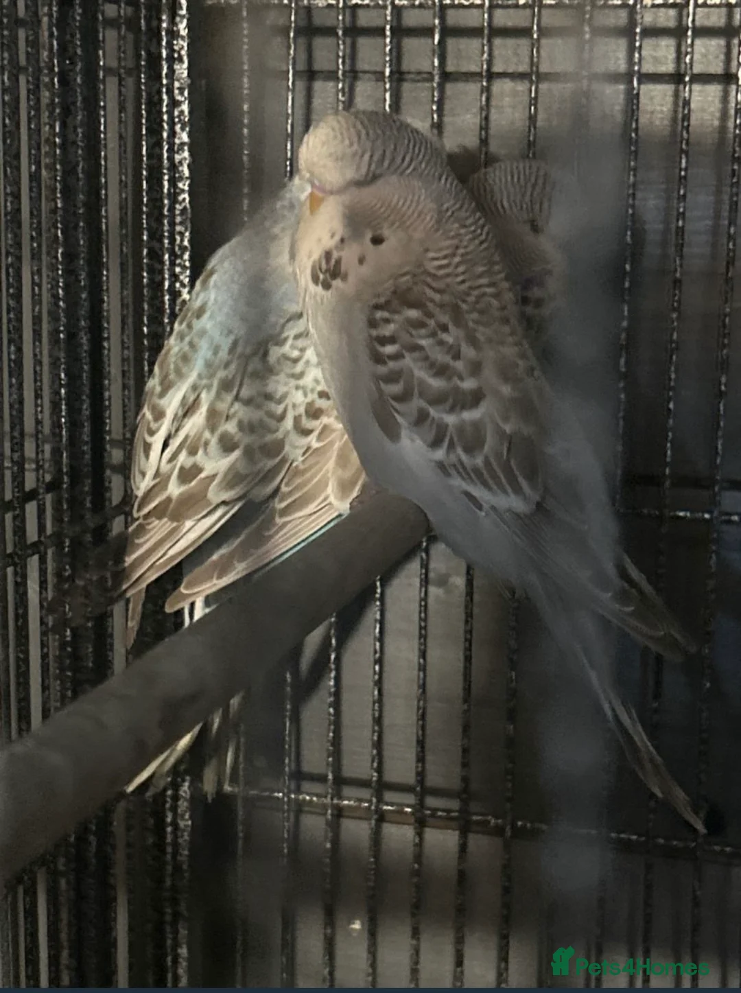 Budgerigars birds for sale: Young budgies  in Cumnock - Advert 4