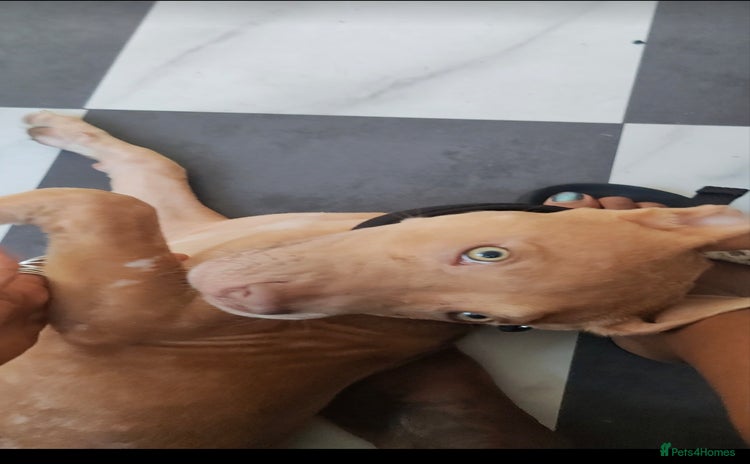 Mixed Breed dogs - Advert 1