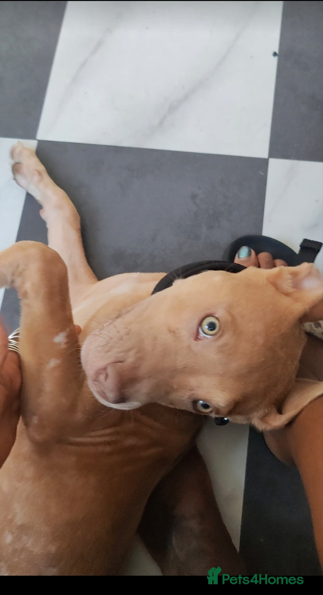 Mixed Breed dogs for sale: Adorable, loving 20 weeks young puppy's  - Image 5