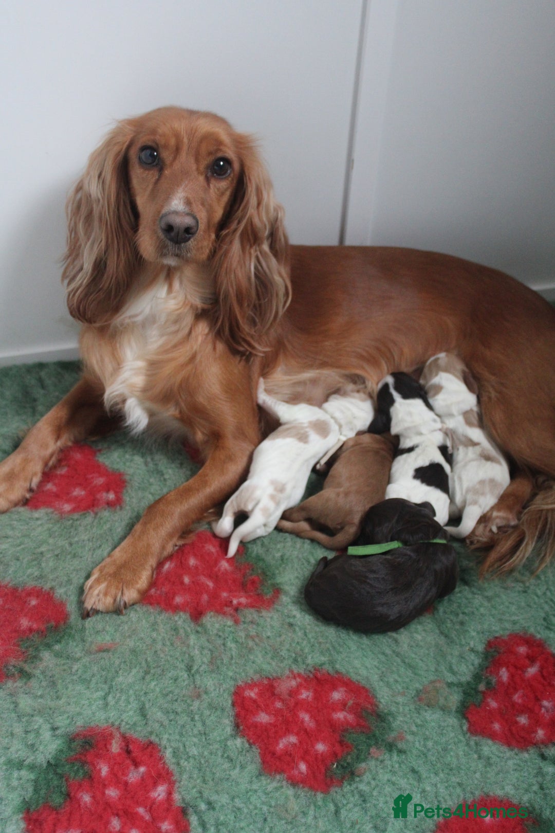 Cocker Spaniel dogs for sale: Working cocker spaniels - Advert 3
