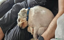 Mixed Breed dogs for adoption: Tiny Toby in Northampton - Image 6