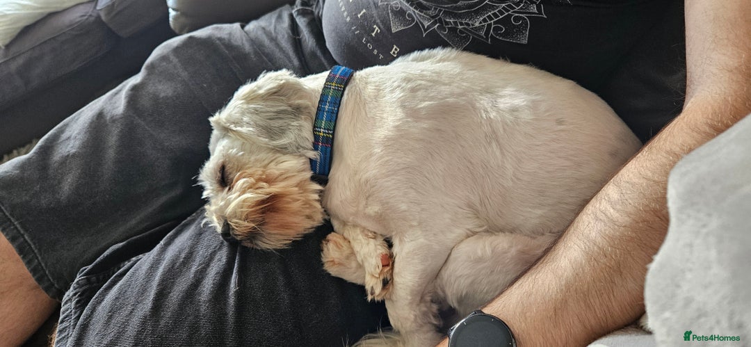 Mixed Breed dogs for adoption: Tiny Toby in Northampton - Image 6