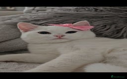British Shorthair cats for sale: ♥️ GCCF British Shorthair Kittens ♥️ - Image 2