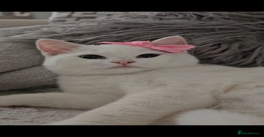 British Shorthair cats - Advert 9
