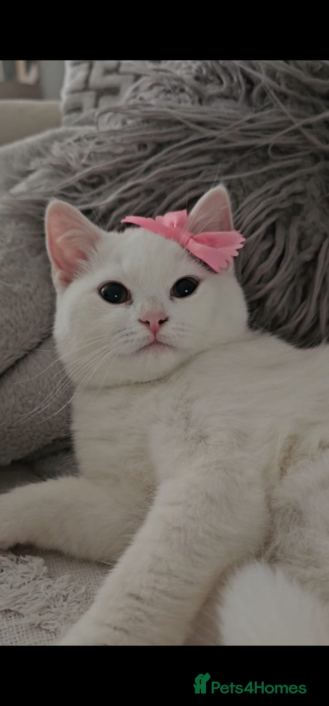 British Shorthair cats for sale: ♥️ GCCF British Shorthair Kittens ♥️ - Image 2