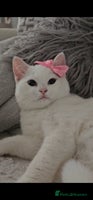 British Shorthair cats - Advert 9