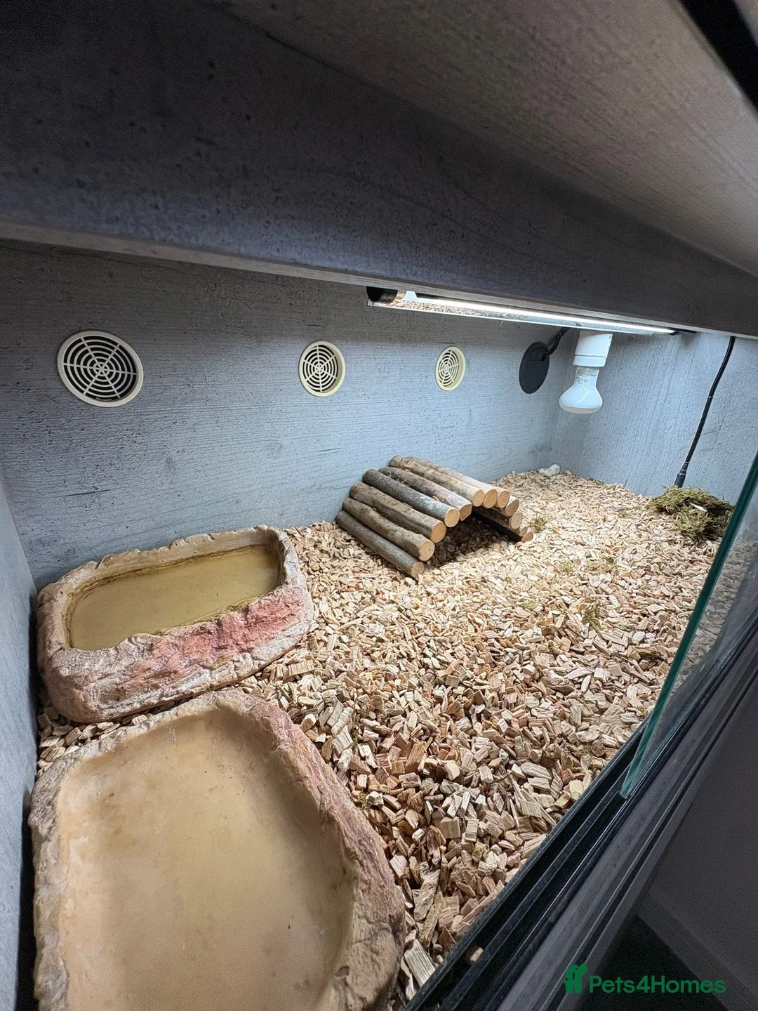 Hermann Tortoise reptiles for sale: Mrs tortoise for sale  in Waterlooville - Advert 5