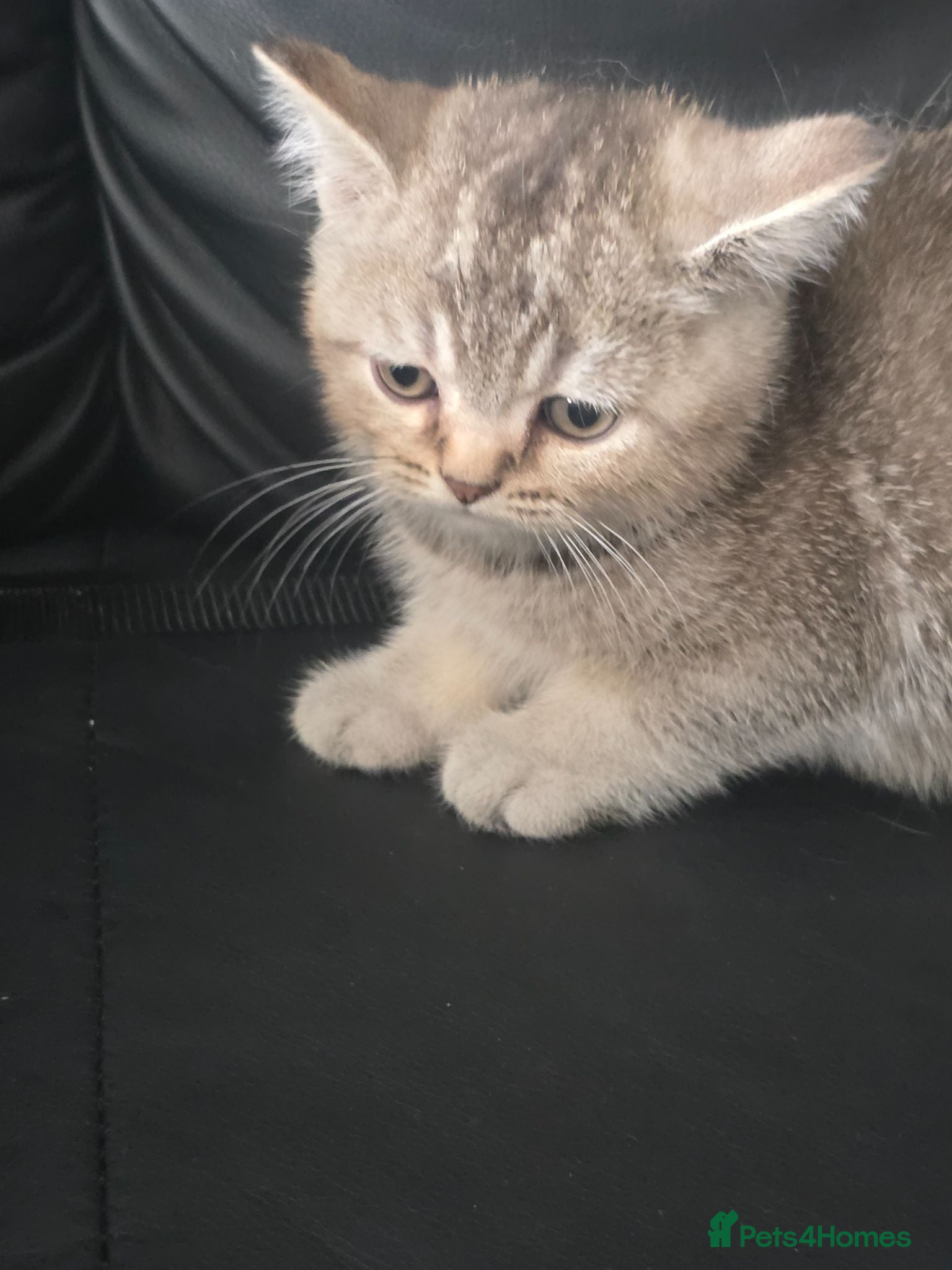 Scottish Fold cats Scottish fold kittens  for sale - Advert 1