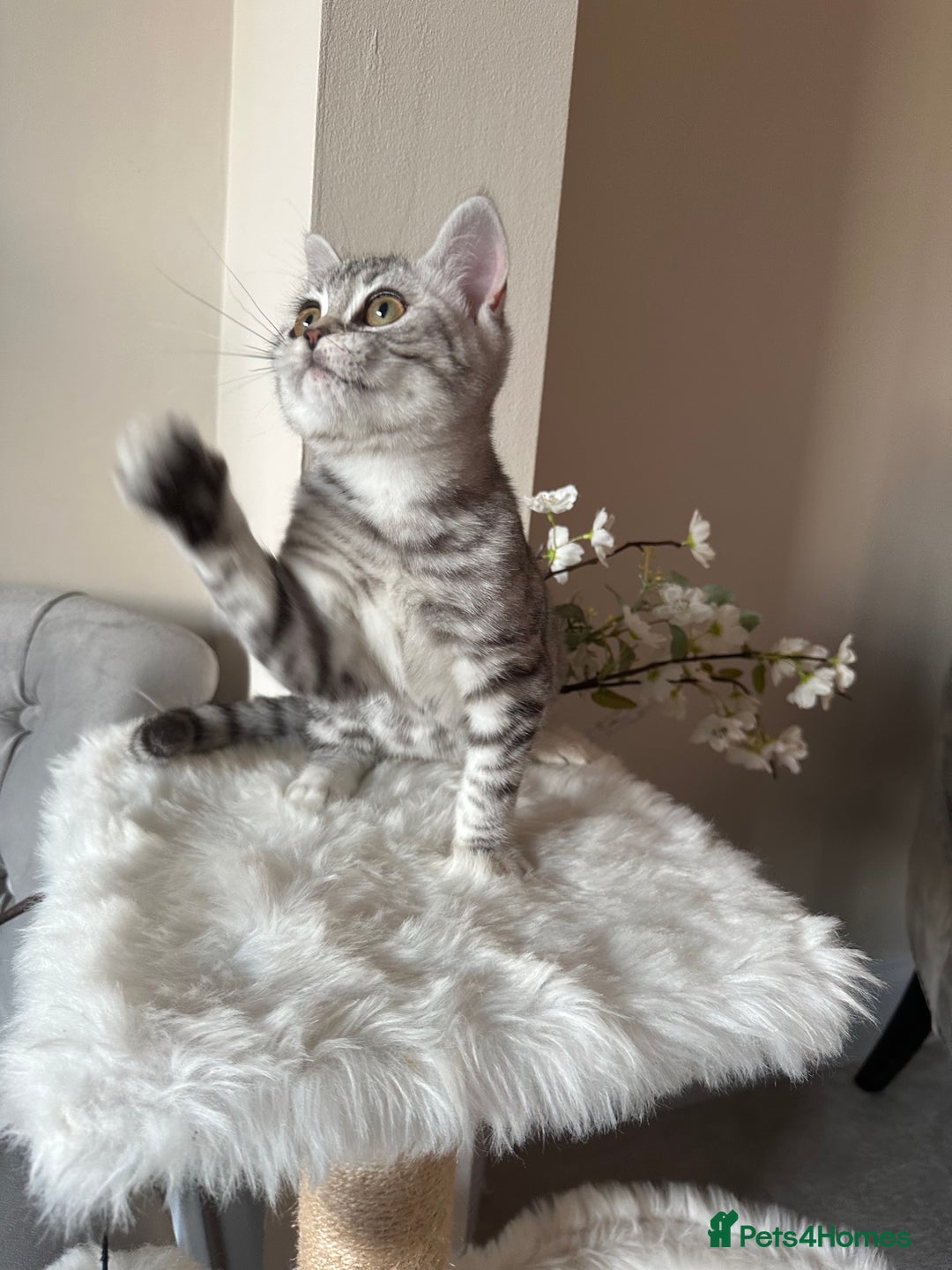 British Shorthair cats for sale: SILVER TABBIES - Registered & Full Pedigree - Image 33