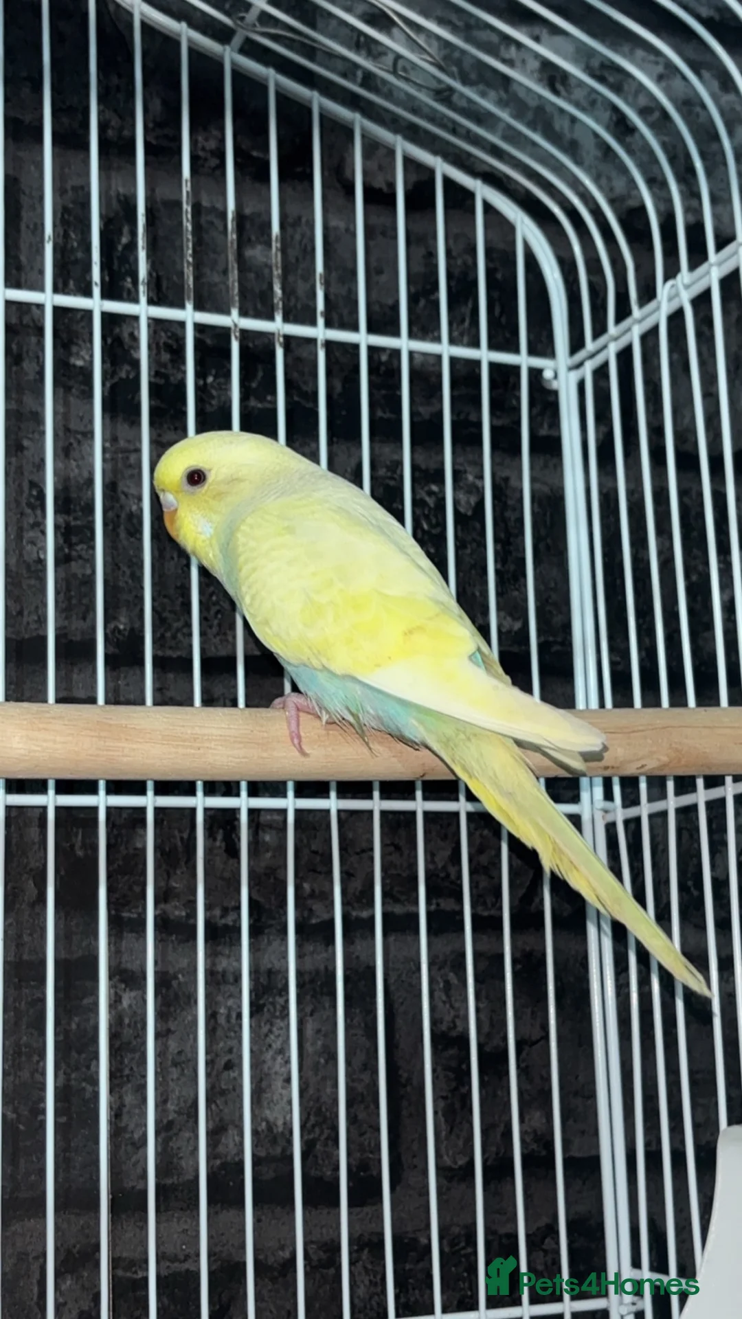 Budgerigars birds for sale: Beautiful female budgie  in Milton Keynes - Advert 1