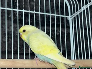 Budgerigars birds Beautiful female budgie - Advert 1