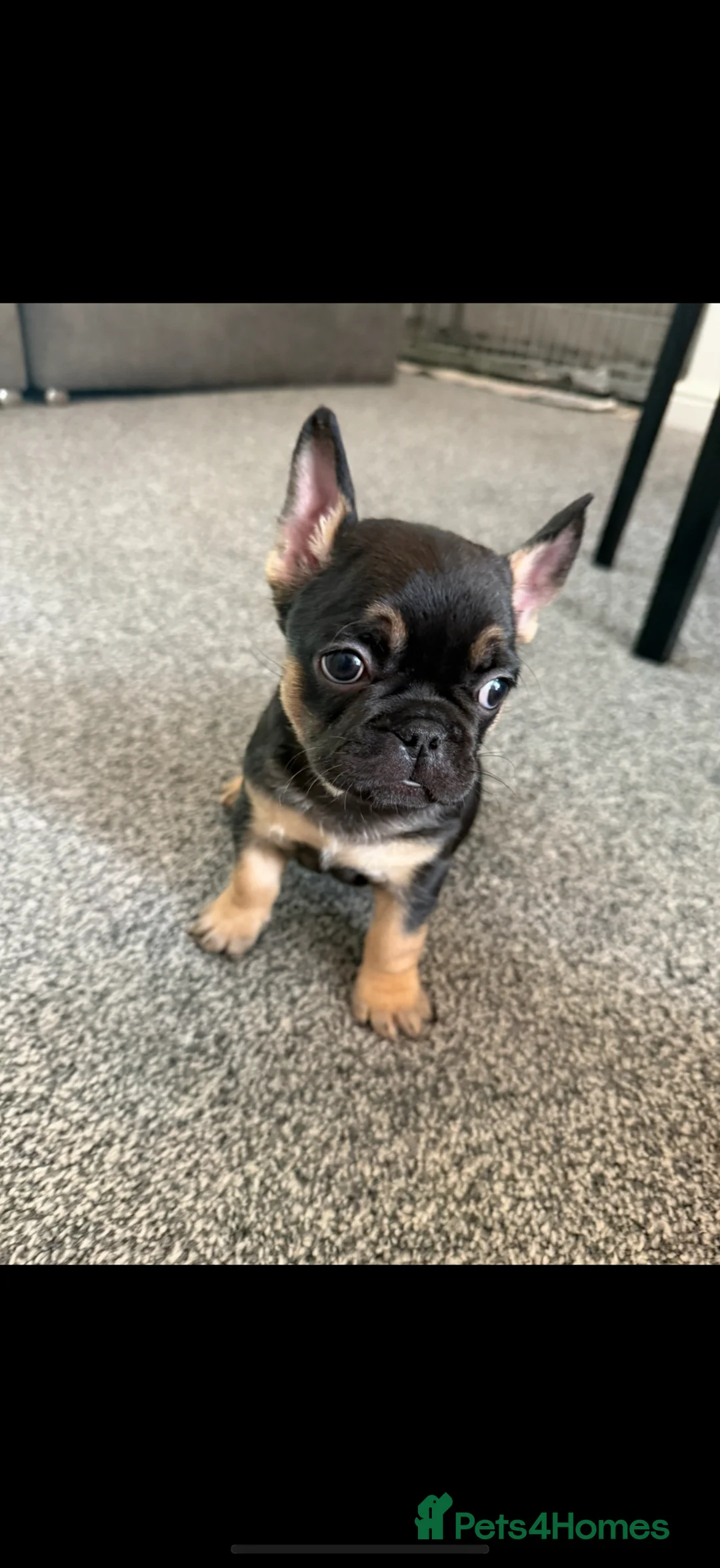 French Bulldog dogs for sale: Cooper French bull dog  in Hull - Advert 2