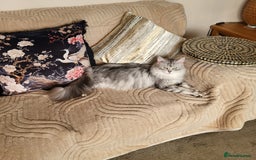 Maine Coon cats for sale: Maine Coon kittens ready soon CF81  - Image 10