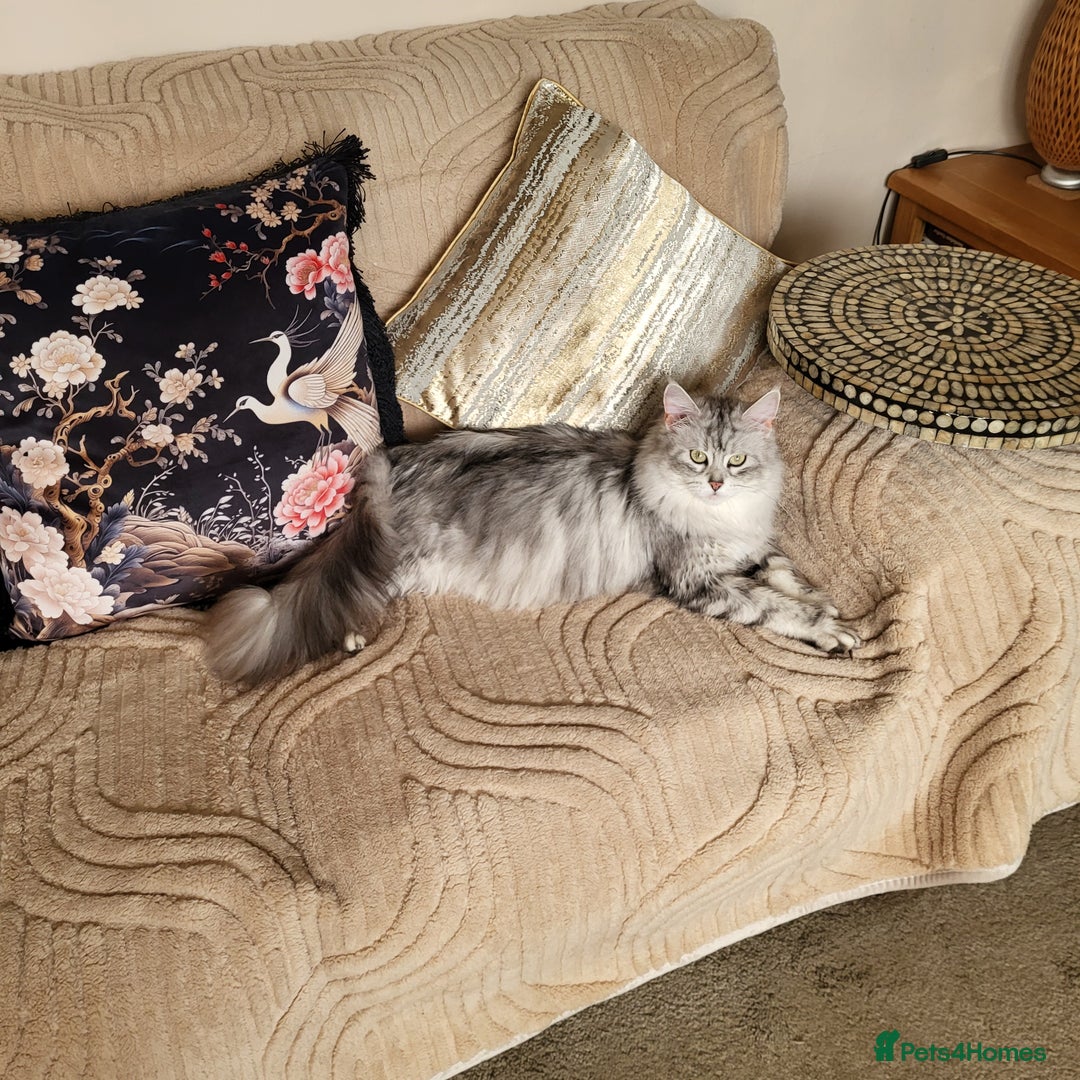 Maine Coon cats for sale: Maine Coon kittens ready soon CF81  - Image 10