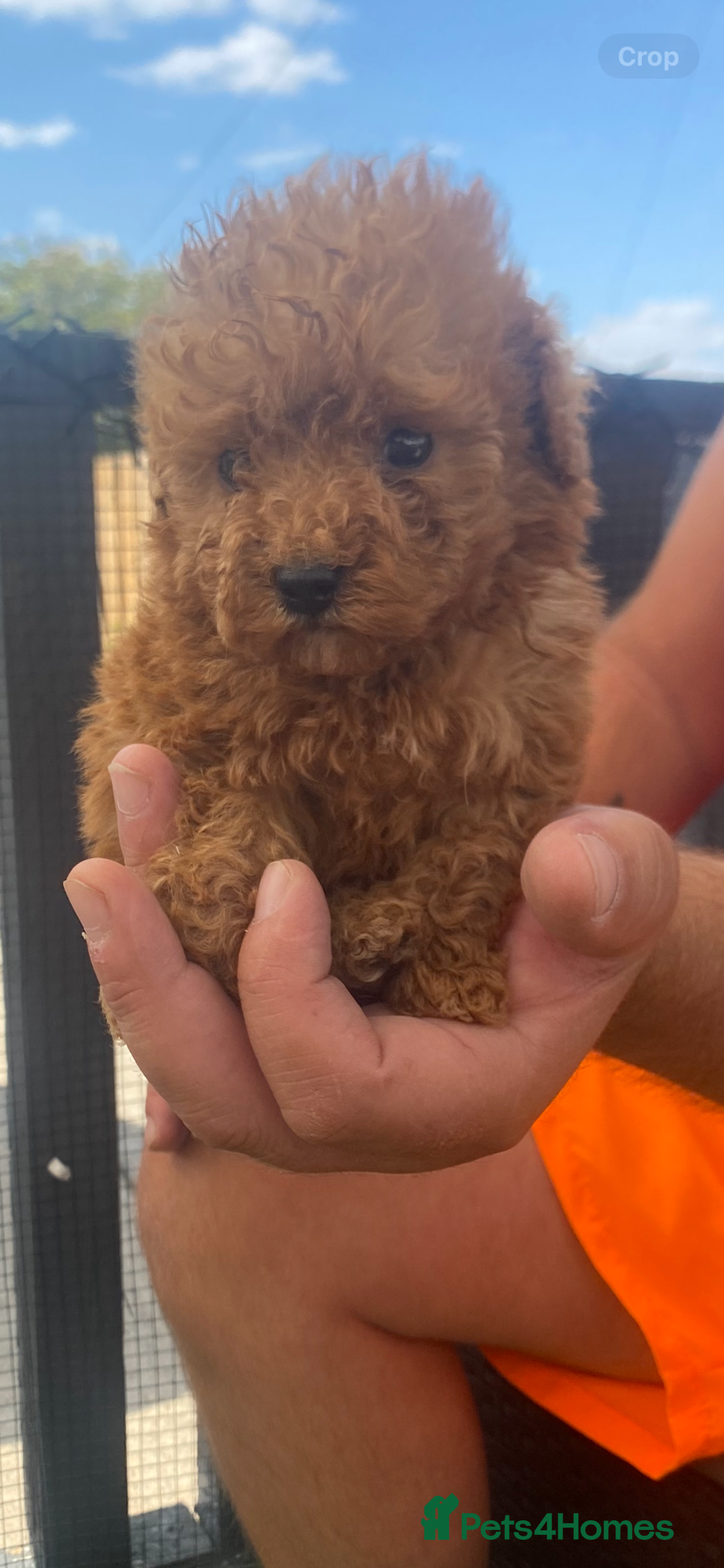 Poodle dogs for sale: Toy poodle puppies for sale  - Image 8