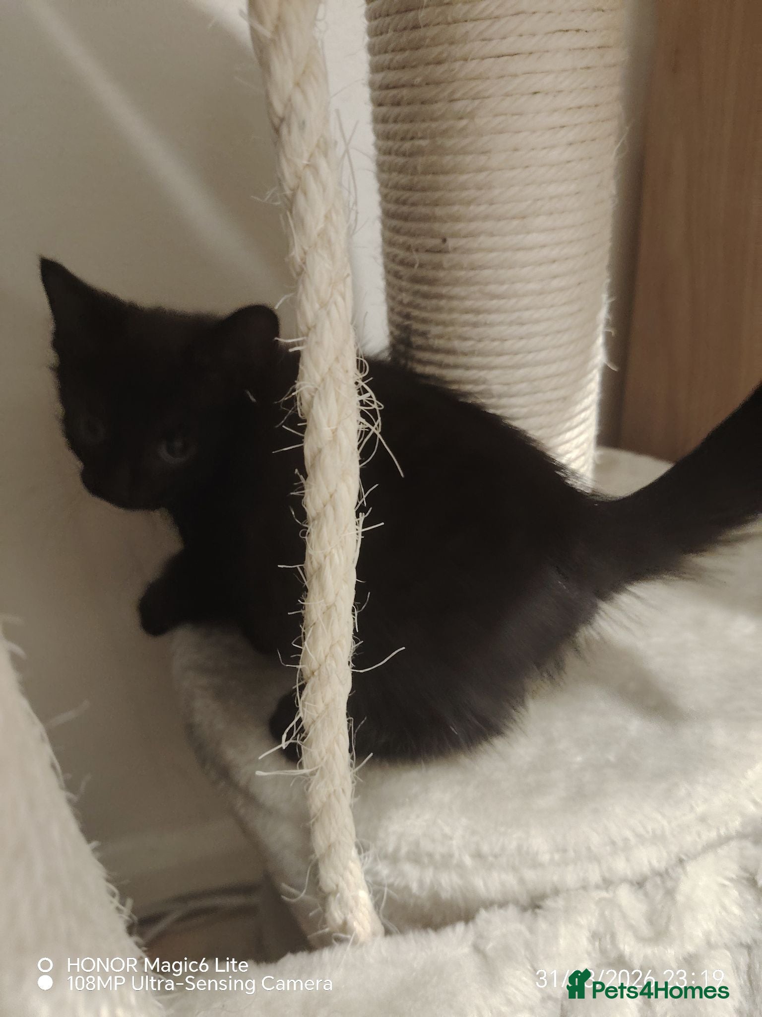 Domestic Shorthair cats Kittens for adoption  - Advert 6