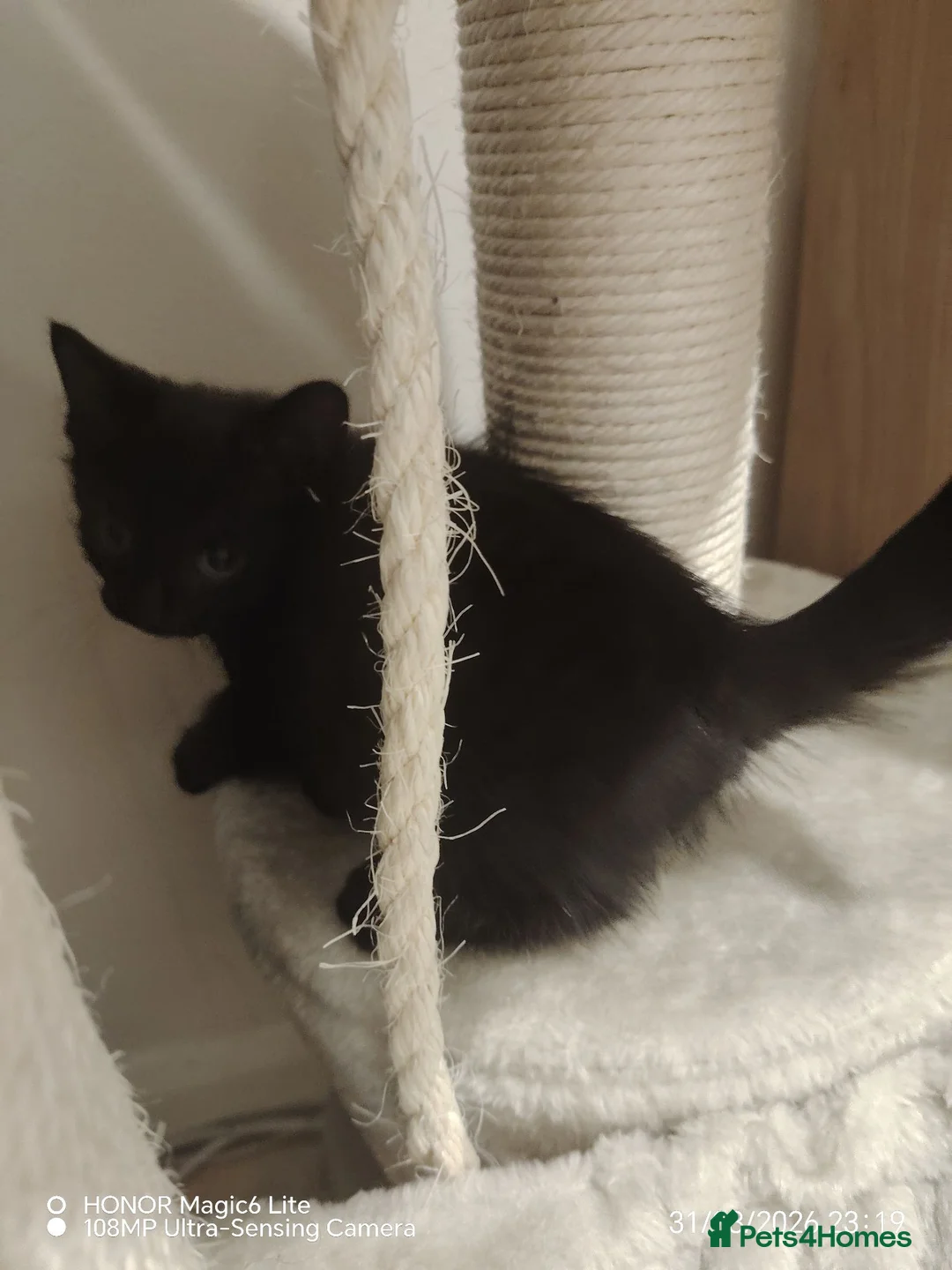 Domestic Shorthair cats for sale: Kittens for adoption  in High Wycombe - Advert 1