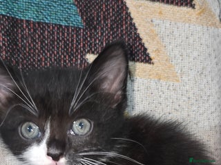 Mixed Breed cats Kitten ready now - Advert 2