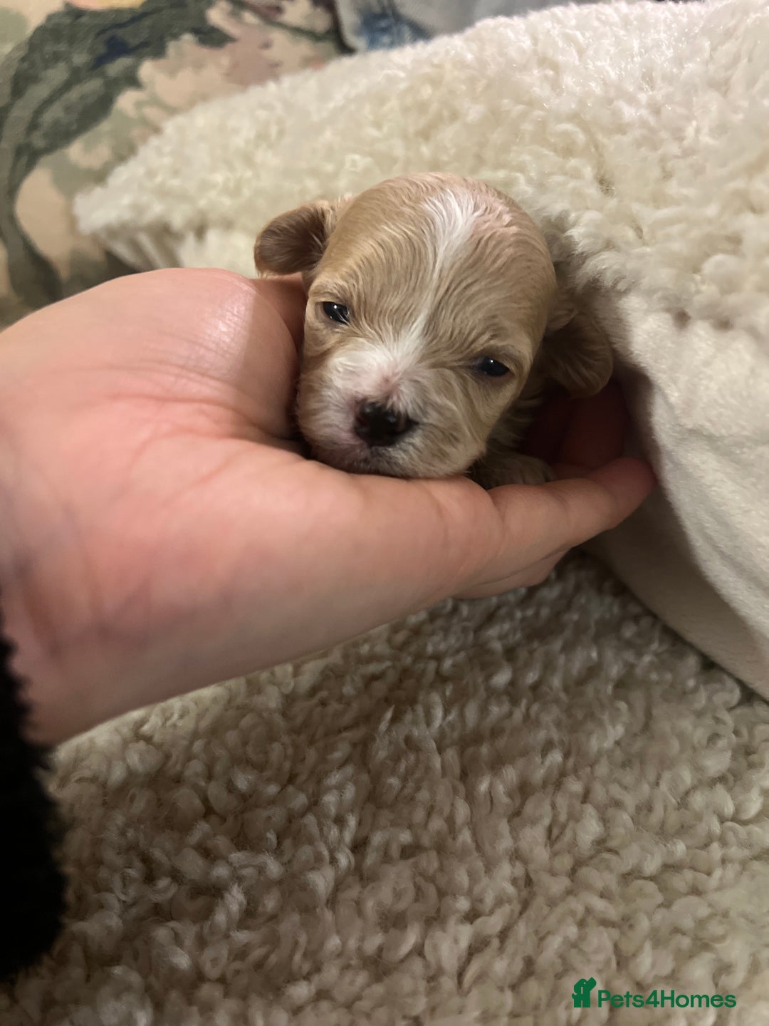 Maltipoo dogs for sale: family pet litter Mini Maltipoo puppies  - Advert 9