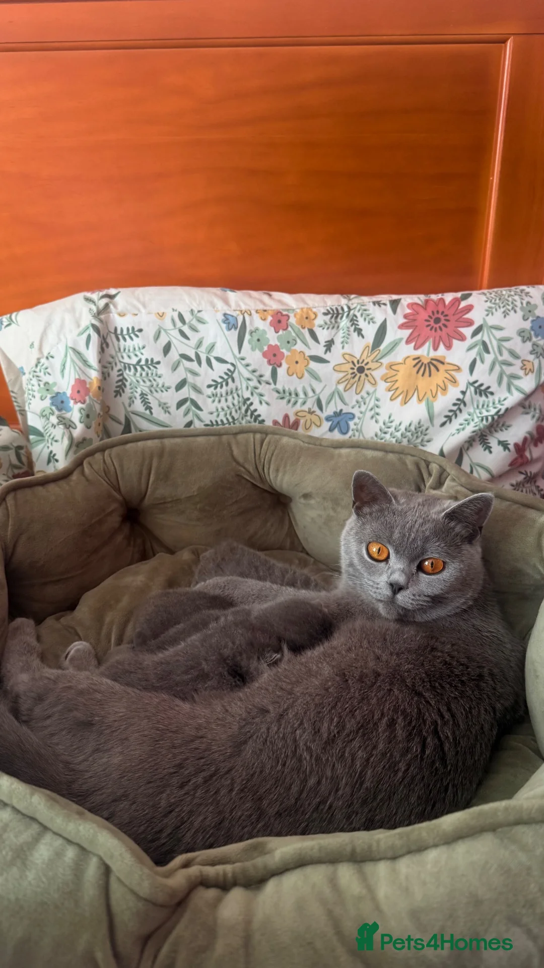 British Shorthair cats for sale:     British Shorthair  in Peterhead - Advert 2