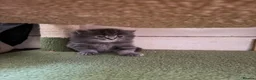 Scottish Fold cats for sale: Female Scottish Fold Kitten for Sale 🐱 - Advert 4