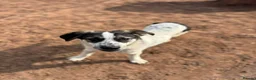 Mixed Breed dogs for adoption: Meet Solar, currently residing in Cheshire  in Crewe - Advert 8