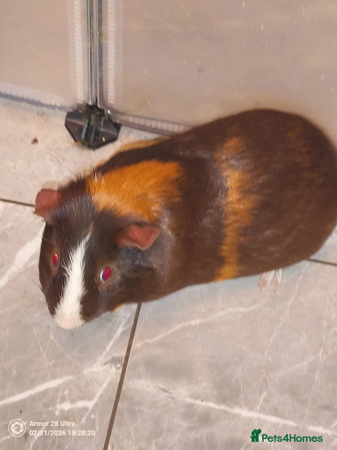 Guinea Pig rodents for sale: A very sad rehoming due to relocation no pets - Advert 8