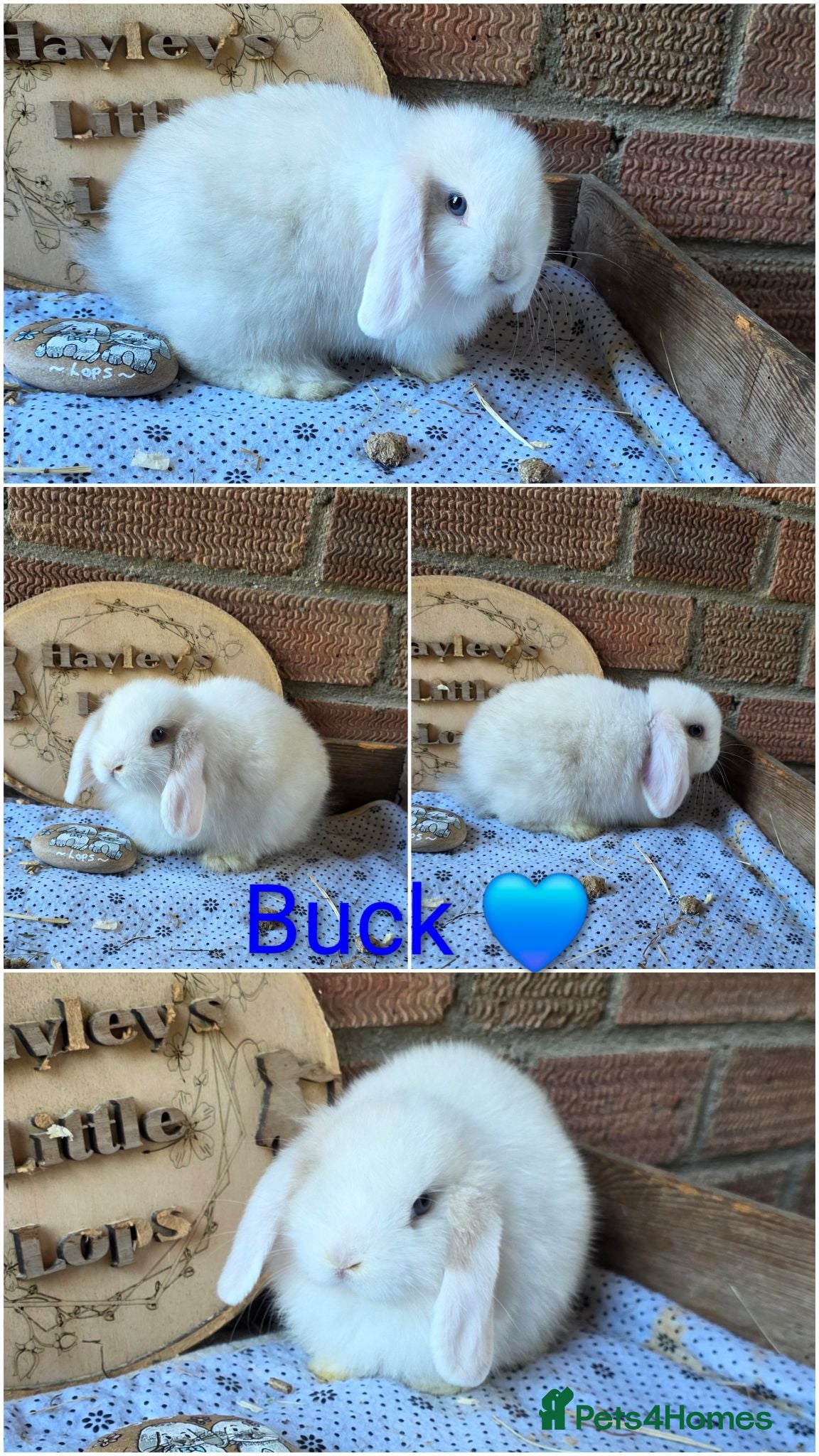 Mini Lop rabbits READY NOW Gorgeous pure breed mini lops  - Advert 2