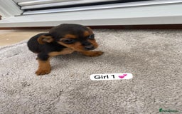 Mixed Breed dogs for sale: Beautiful tiny little puppies looking for homes  - Image 2