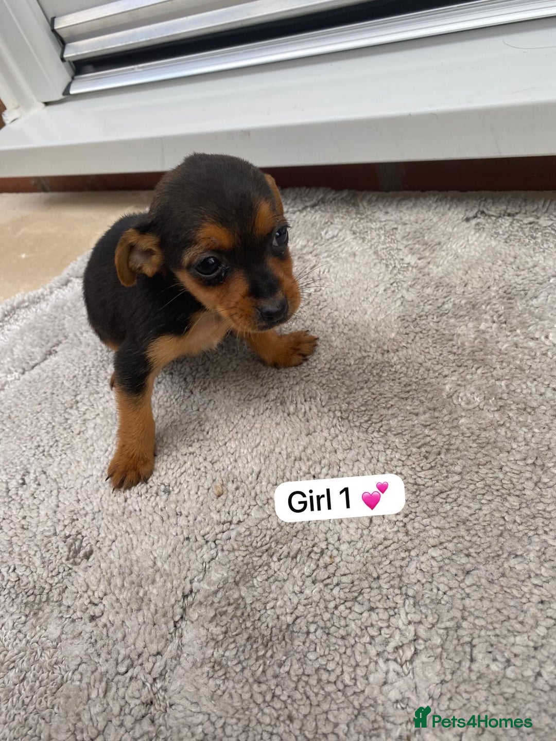 Mixed Breed dogs for sale: Beautiful tiny little puppies looking for homes  - Image 2