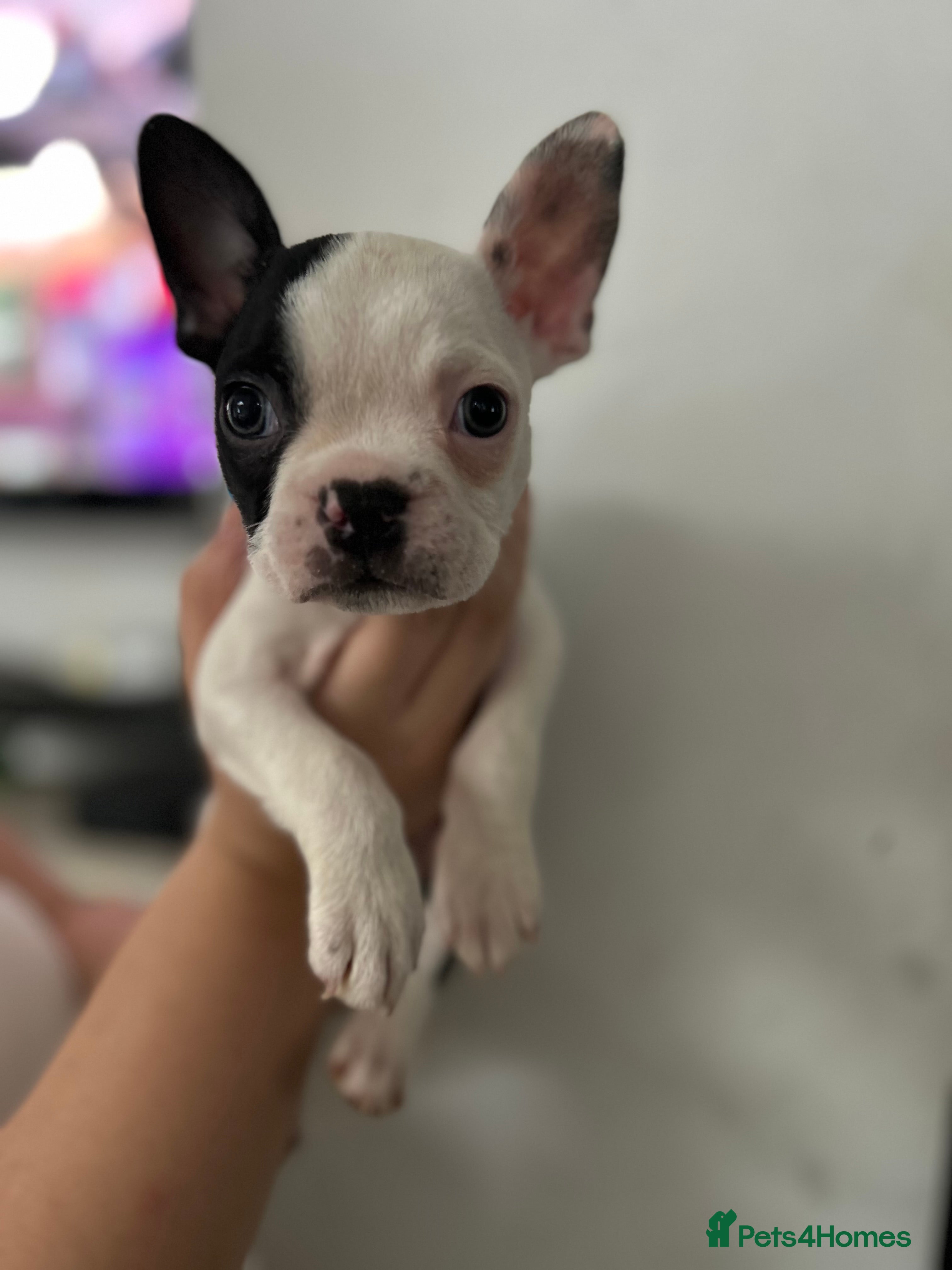 Boston Terrier dogs Kc reg boston terriers - Advert 2