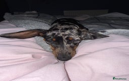 Miniature Dachshund dogs for sale: Rocky  - Image 3