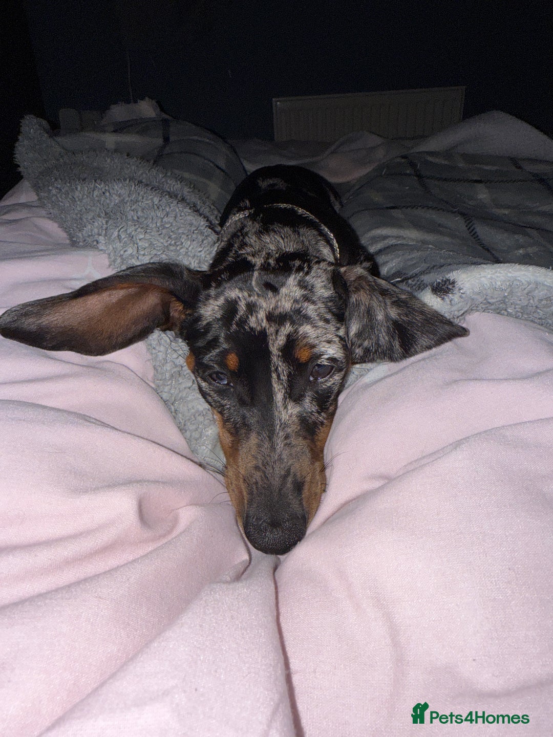 Miniature Dachshund dogs for sale: Rocky  - Image 3