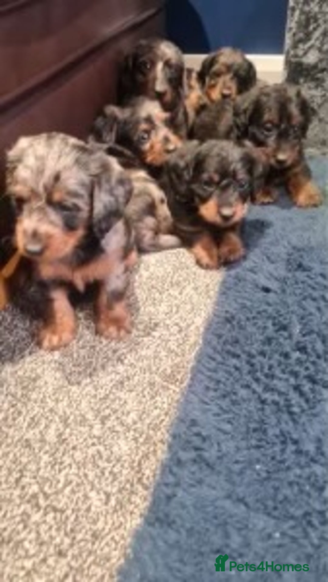Dachshund dogs for sale: DAPPLE LONG HAIR DACHSHUNDS  - Image 4
