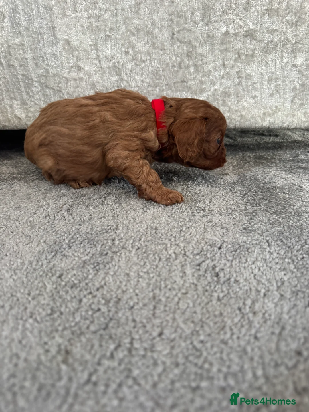 Cavapoo dogs for sale: Superb quality Cavapoo Puppies  - Advert 37