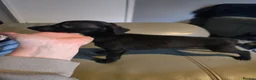 Whippet dogs for sale: Kc whippets for sale one black female left  - Advert 7