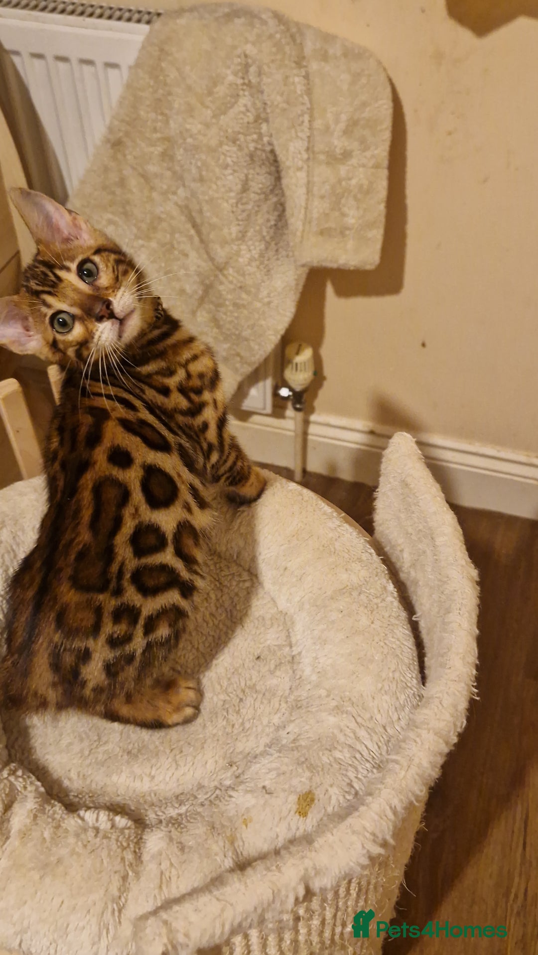 Bengal cats for sale: Beutifull kittens❤️ - Advert 17