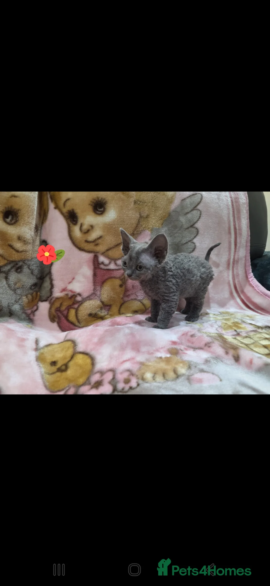 Devon Rex cats for sale: DEVOTED DEVONS  - Advert 2
