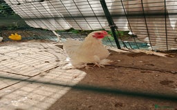 Chickens poultry for sale: Mixed flock ducks, chickens geese - Advert 5