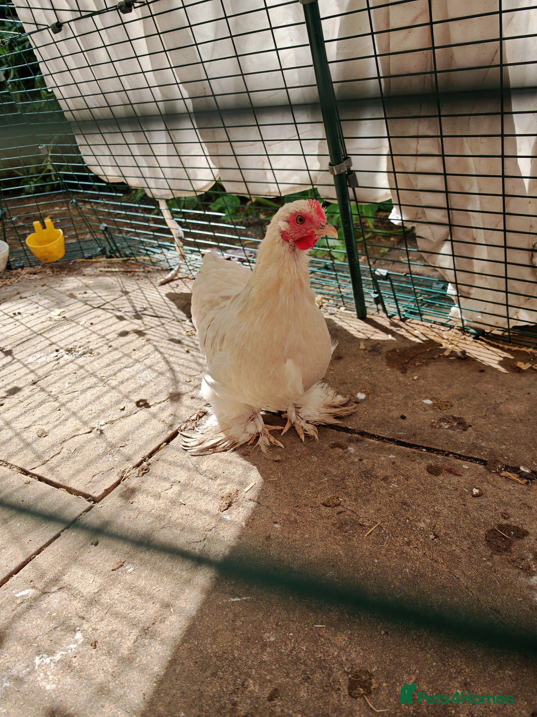 Chickens poultry for sale: Mixed flock ducks, chickens geese - Advert 5