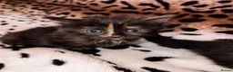 Mixed Breed cats for sale: Mixed breed kittens - Advert 7