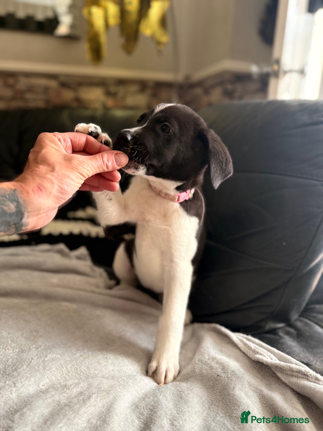 Mixed Breed dogs for sale: Labrakita - Image 7