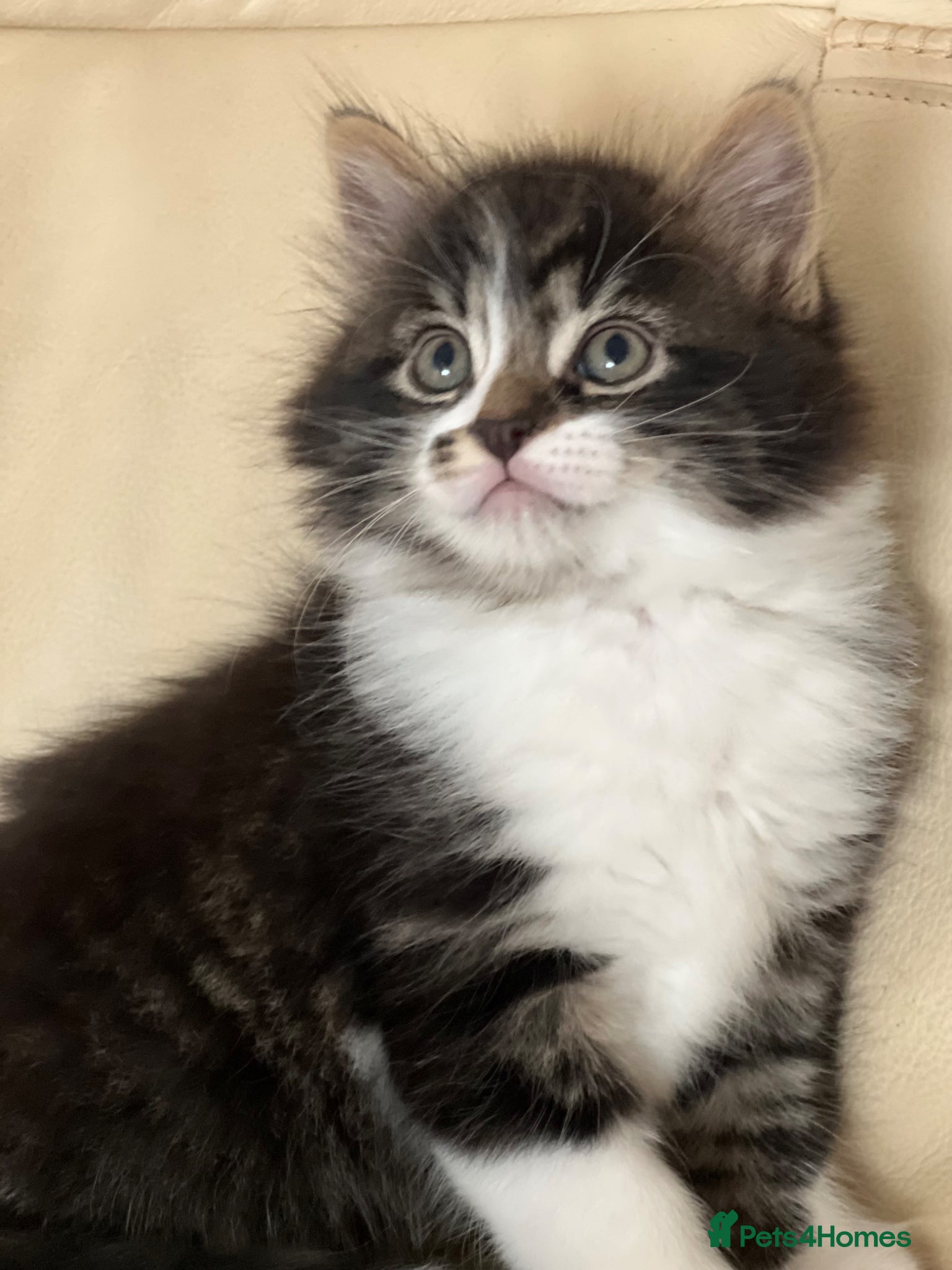 Mixed Breed cats 2 boys, 2 girls available  - Advert 2