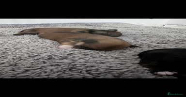 Lhasa Apso dogs - Advert 13