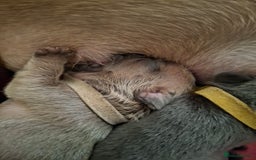 French Bulldog dogs for sale: French bulldog puppies  - Image 6