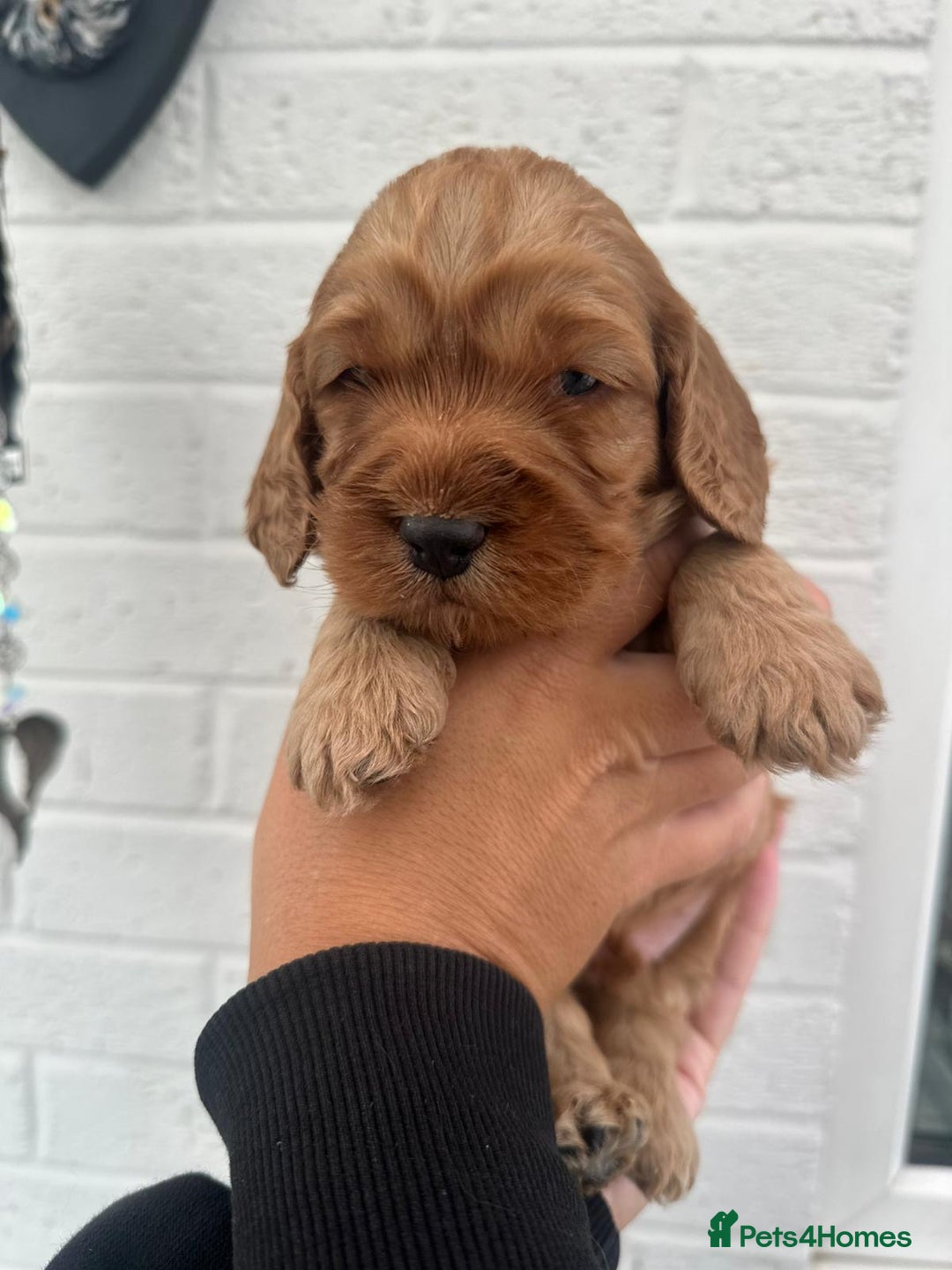 Cockapoo dogs for sale: STUNNING GOLDEN F2 COCKAPOOS - Image 5