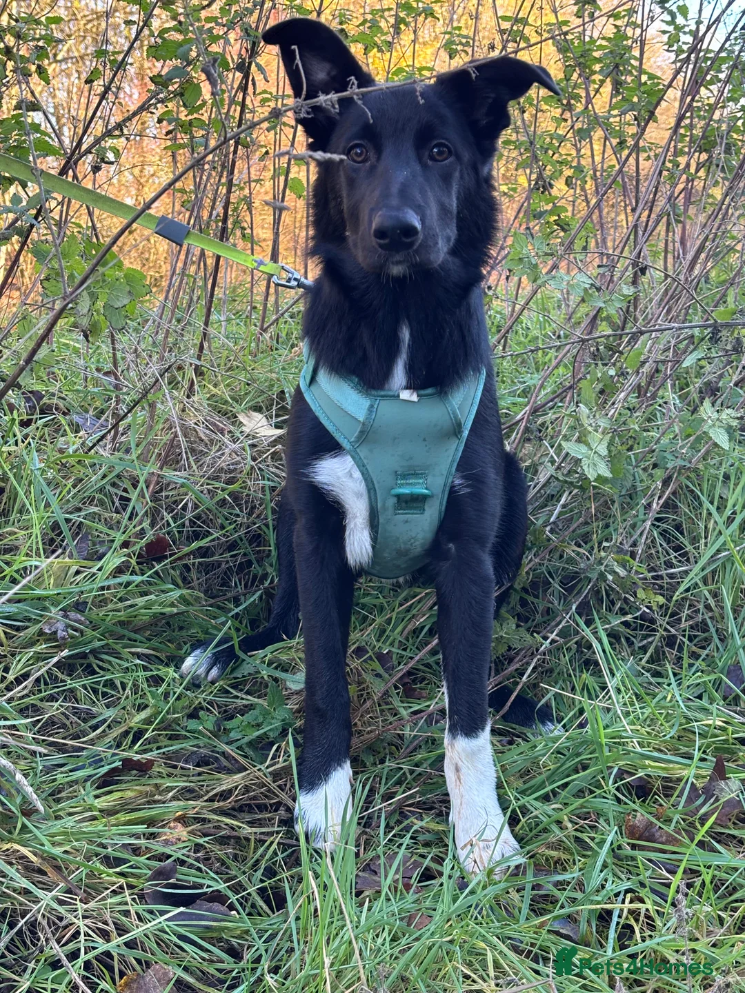 Mixed Breed dogs for sale: 6 month old Collie cross  - Advert 4